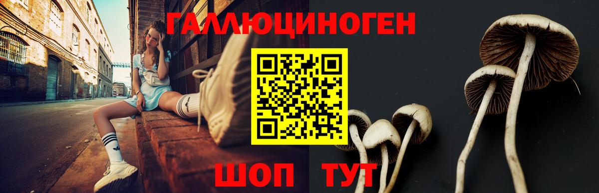 Камышин  Псилоцибиновые грибы Psilocybine cubensis  Вход с VPN 